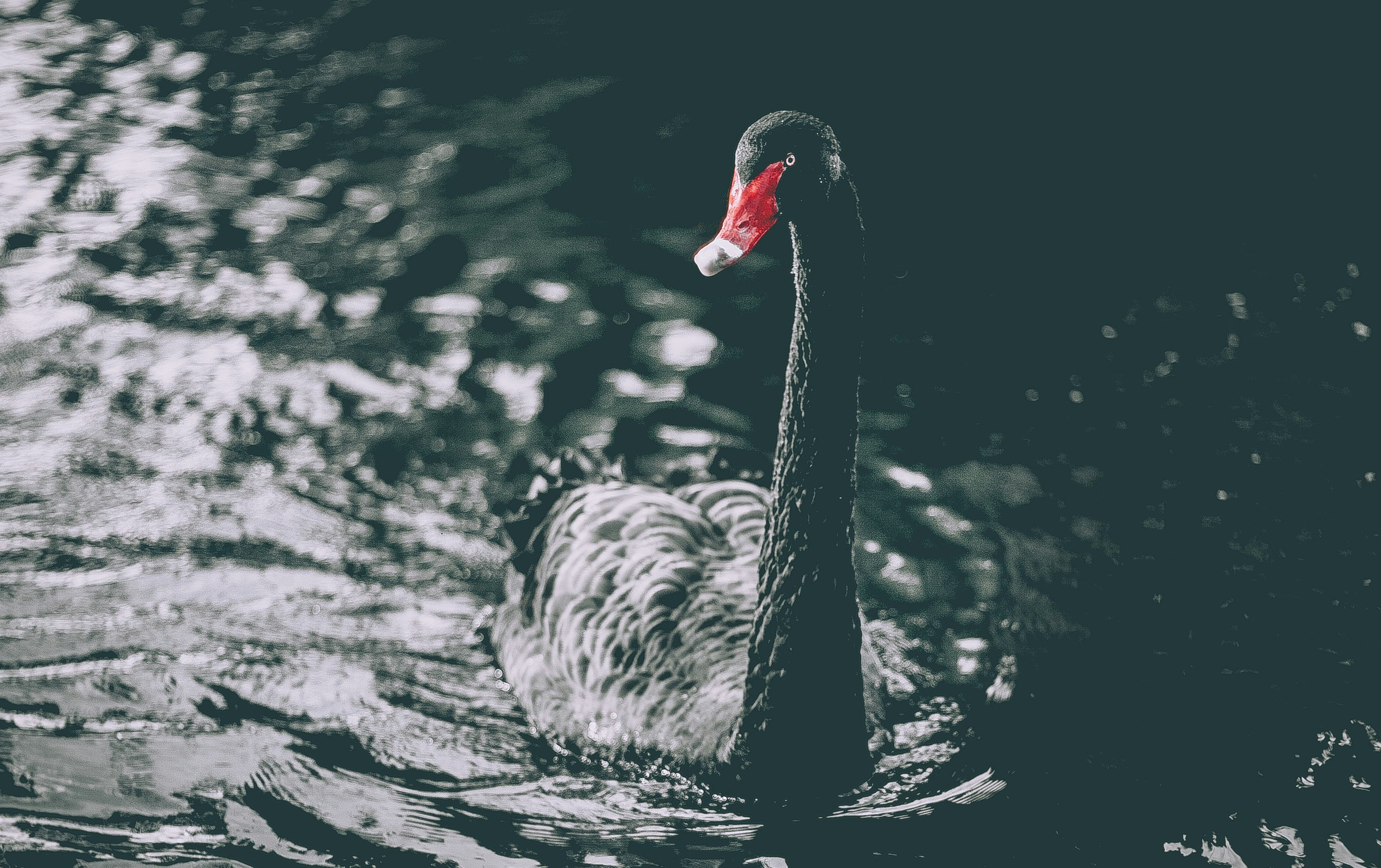 black swan on body of water